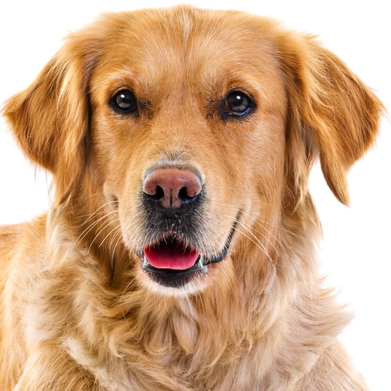 Naszyjnik ze zdjęciem twojego zwierzątka na  zawieszce kolor srebrny