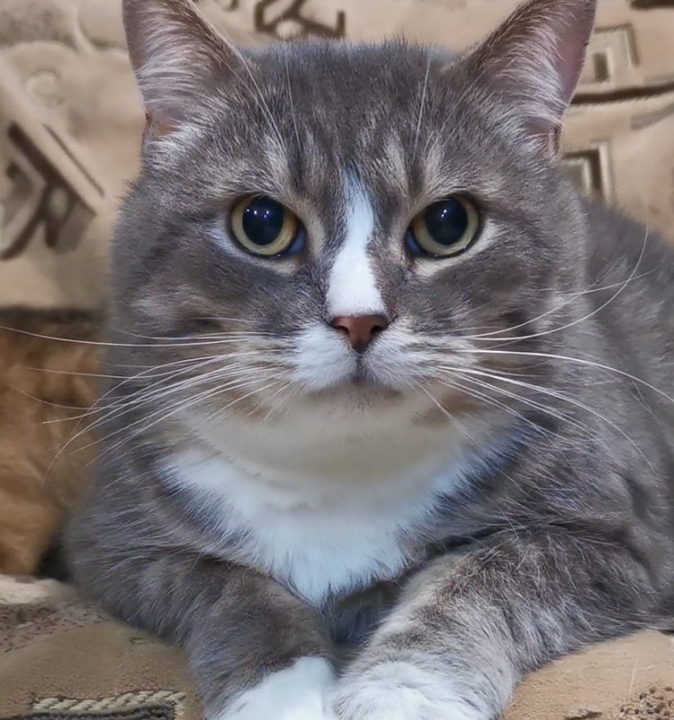 Zdjęcie kota do graweru na breloku