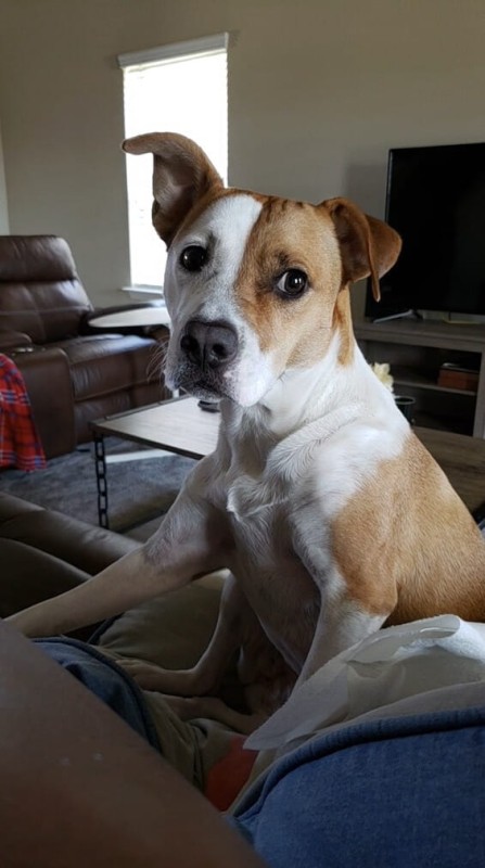 Zdjęcie pupila przesyłane do wykonania graweru Money Print na breloku stalowy